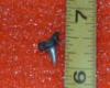 7/16" White Tip Reef Shark Tooth