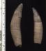 Whale teeth from Calvert Cliffs (Large)