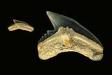 World Record Tiger Shark tooth