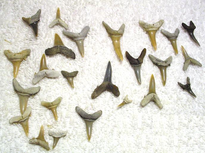 Tiger Sharks Teeth Tiger Sharks Teeth