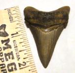 Bite Mark Angustidens Shark Tooth