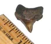 Juvenile Angustidens Tooth