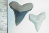 Two nice teeth from the creek
