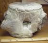 Archaeocete Whale Vertebra