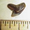 1/2" Tiger Shark Tooth