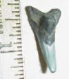1 1/8" Snaggletooth Shark Tooth