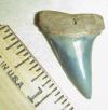 1 5/16" Mako Shark Tooth