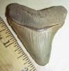 2 5/16" Megalodon Shark Tooth