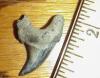 1 1/8" Benedeni Shark Tooth