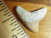 3/4" Giant Thresher Shark Tooth