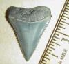 1 5/16" Great White Shark Tooth
