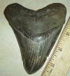 4 1/2" Megalodon Shark Tooth