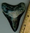 3 3/16" Megalodon Shark Tooth
