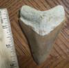 3 5/16" Megalodon Shark Tooth