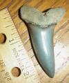 2 3/16" Mako Shark Tooth