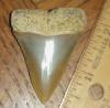 2" Great White Shark Tooth