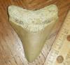 2 11/16" Megalodon Shark Tooth
