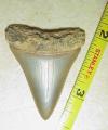 1 5/8" Great White Shark Tooth