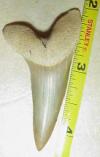 2 1/4" Mako Shark Tooth