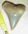 1 1/4" Mako Shark Tooth