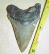 2 1/4" Angustidens Shark Tooth