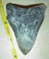 3 1/8" Megalodon Shark Tooth