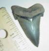 1 5/8" Angustidens Shark Tooth