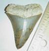 2 5/16" Great White Shark Tooth