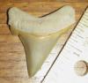 1 5/8" Angustidens Shark Tooth