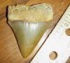 2 1/8" Great White Shark Tooth