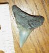 1 7/16" Pathologic Angustidens Shark Tooth