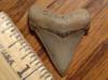 1 1/4" Pungo Megalodon Shark Tooth
