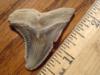 1 11/16" Snaggletooth Shark Tooth