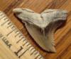 1 3/8" Snaggletooth Shark Tooth