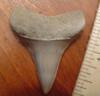 1 1/2" Mako Shark Tooth