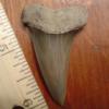 1 7/8" Mako Shark Tooth