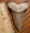 1 15/16" Mako Shark Tooth