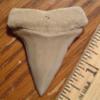 1 15/16" Mako Shark Tooth