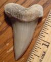 1 15/16" Mako Shark Tooth