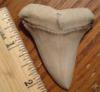 2 3/8" Mako Shark Tooth