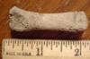 1 7/8" Seal Carpal Bone