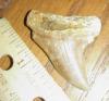 1 15/16" Pathologic Mako Shark Tooth