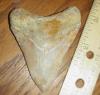 3 1/16" Megalodon Shark Tooth