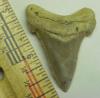 1 7/8" Angustidens Shark Tooth