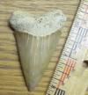 2 5/8" Mako Shark Tooth