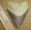 4 1/4" Megalodon Shark Tooth