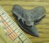 1 1/2" Tiger Shark Tooth