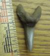 1 3/4" Eocene Mako Shark Tooth