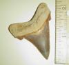 2" Angustidens Shark Tooth