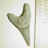 1 7/16" Benedeni Shark Tooth